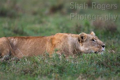 Lioness Prowling Through The Grass Panthera Leo Maasai Mara National