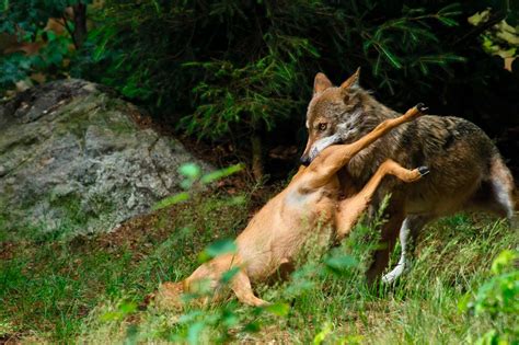 Hilft Der Wolf Dem Wald Pirsch 7 2021