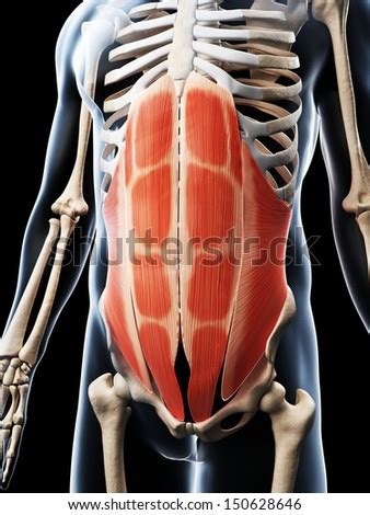 It extends from the upper arm bone to the hip bone and joins the abdominal gluteus medius: Abdominal Anatomy Stock Images, Royalty-Free Images & Vectors | Shutterstock