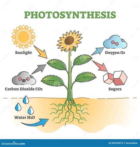 ¿qué Es La Fotosíntesis