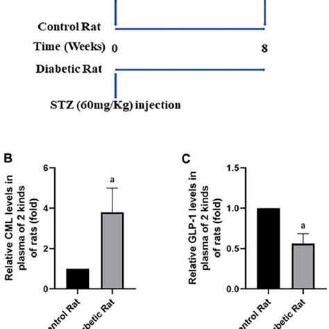 diabetic rats showed increased cml and decreased glp 1 levels in download scientific diagram