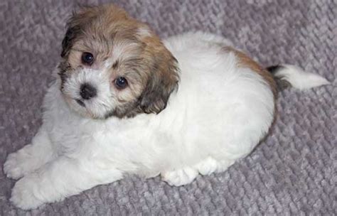 Havachon Puppy For Sale Heavenly Puppies