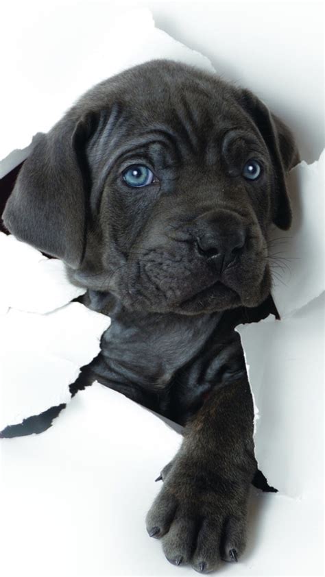 6 hermosos wallpapers de mascotas para tu celular » Blog ...