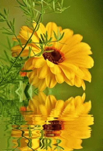 Most gifts can be personalized with your own text or additional images. Yellow Flower GIF - Yellow Flower Reflection - Discover ...