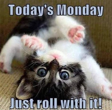 Monday Cat Monday Humor Happy Monday Monday Quotes Happy Weekend