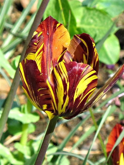 Tulip Mount Vernon Gardens Img8591 George Washingtons Flickr
