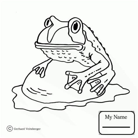 Green Tree Frog Drawing At Getdrawings Free Download