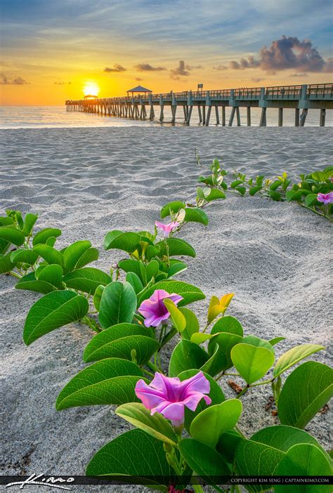 Juno Beach Pier Purple Flowers Hdr Photography By Captain Kimo