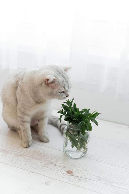 Мята в прозрачном стекле концепция здорового питания шотландская порода кошек нюхает ее