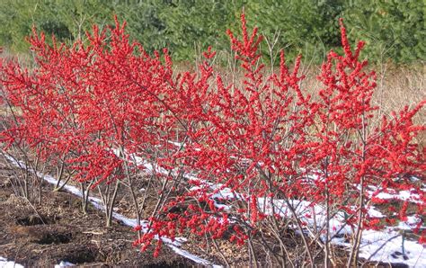 Winter Red Holly Ilex V Winter Red Bushes Outstanding Winter