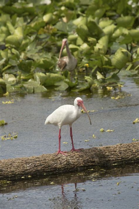 Ibis Blanco Que Exhibe Con Las Alas Extendidas En Orlando Wetlands P Foto De Archivo Imagen De
