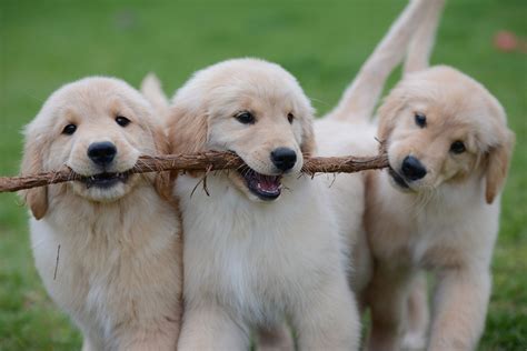 We are texas proud of our golden retriever puppies. Celebrity Golden's: Breeding and Whelping Golden Retriever Puppies in Austin, Texas # ...