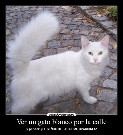 Ver Un Gato Blanco Por La Calle Desmotivaciones