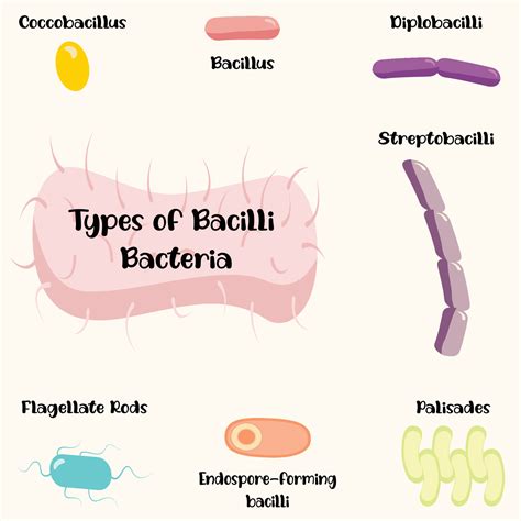 Types Of Bacilli Bacteria 6645985 Vector Art At Vecteezy