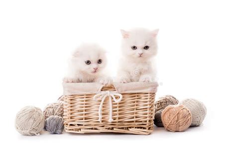 Two Cute White Kittens In Basket Isolated Stock Photo Image Of