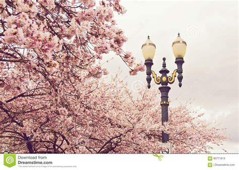 Cherry Trees In Portland Oregon Stock Image Image Of