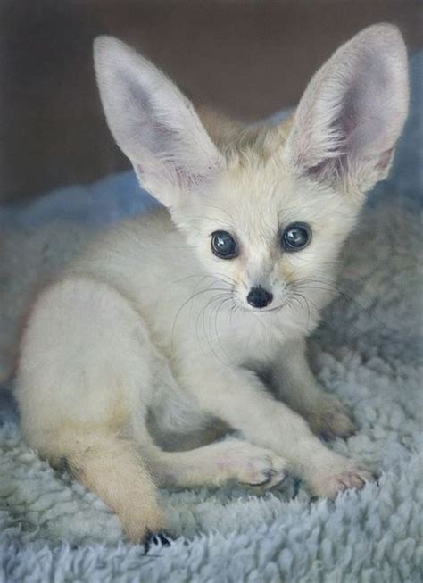 Cute Baby Fennec Fox Tumblr