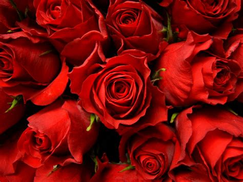 Red Roses Picture Wallpaper High Definition High Quality Widescreen