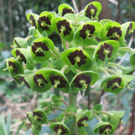 We did not find results for: Euphorbia characias 'Black Pearl' - Spurge | Gardeners Dream