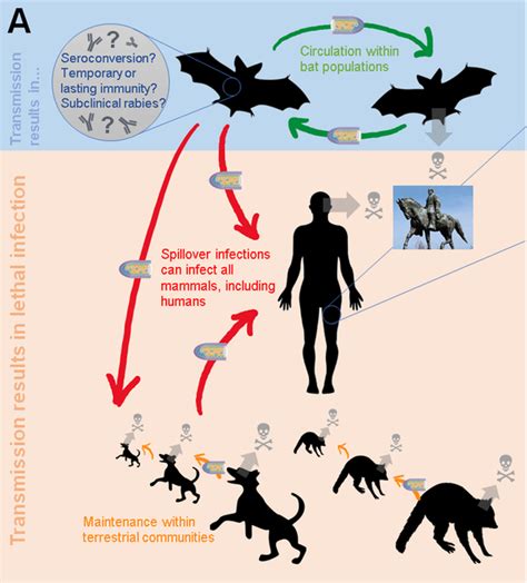 The Spread And Evolution Of Rabies Virus Conquering New Frontiers