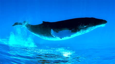 Humpback Whale Wallpaper 1080p 1080p Blue Whale Hd 1920x1080