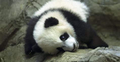 Bei Bei The Giant Panda Leaving The National Zoo For China Cbs News