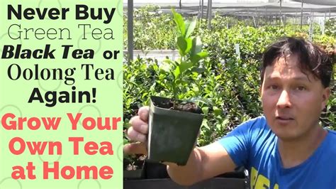 Never Buy Green Black Or Oolong Tea Again How To Grow