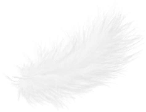 Download Hd Free Png Feather Png Images Transparent Plume Blanche