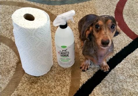 How To Clean Up Wet Dog Poop On Carpet