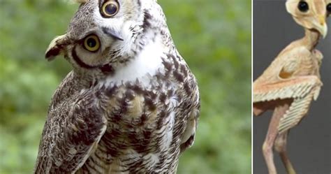 People Are Just Finding Out What Owls Look Like Without Feathers And The Internet Can T Even