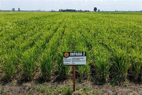 Kementan Sawah Rawa Lebak Akan Dikelola Perusahaan Republika Online