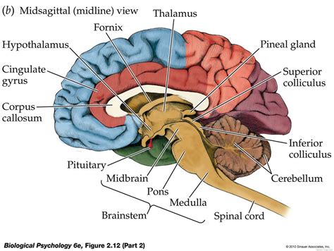 Image Result For Brain Labeled Brain Diagram Brain Anatomy Human