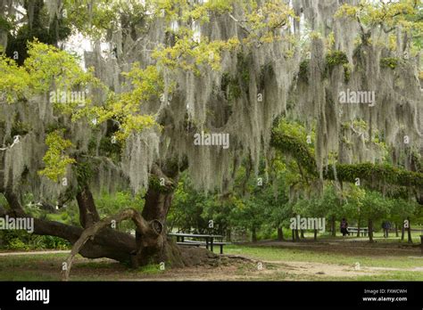 A 200 Year Old Live Oak Tree Draped With Spanish Moss In New Orleans