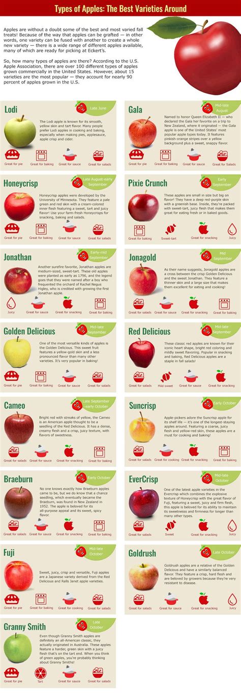 Types Of Apples The Best Varieties Around Eckerts Fruit Recipes
