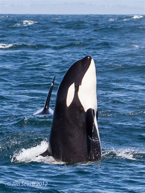 Killer Whale Spyhopping Monterey Bay On A Monterey Bay Wha Flickr