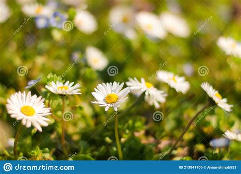 Field White Daisies In Spring Sunlightfloweringblooming Chamomile