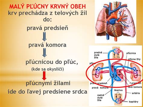 Srdce Obehová Sústava презентация онлайн