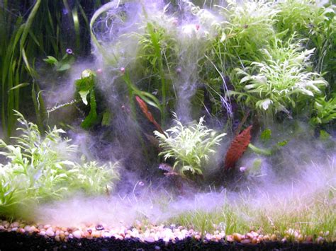 A lot of freshwater fishes like the plecos like to feed on algae. White Algae In Aquarium - 1000+ Aquarium Ideas