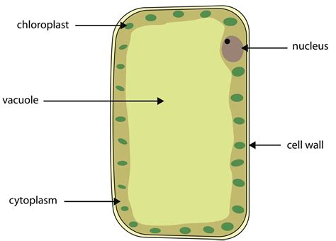 Cell Membrane Not Labeled