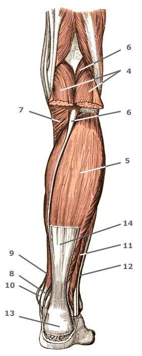 Pin By Geneé Handley On Anatomy For Artist Calf Muscle Anatomy