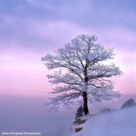 189 Best Snow Covered Trees Images On Pinterest Snow