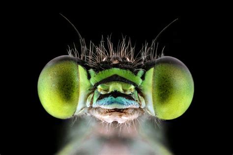 Photographer Turns His Fear Of Bugs Into Passion For Shooting World S Smallest Insects Some