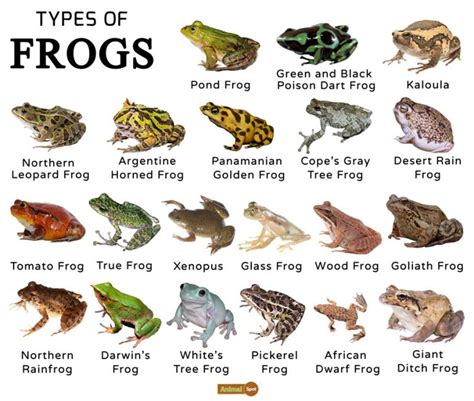 Frogs Facts Types Lifespan Classification Habitat Pictures