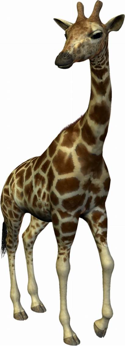 Giraffe Animal Clipart Transparent Scrapbooking Res Clip