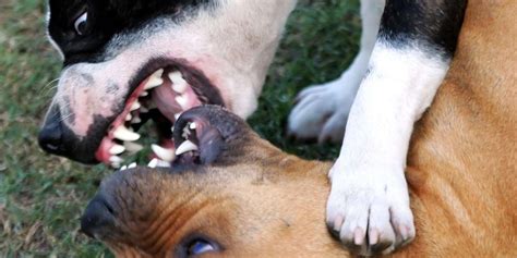At Least One Dog Fight Is Likely To Take Place Every Day In The Uk