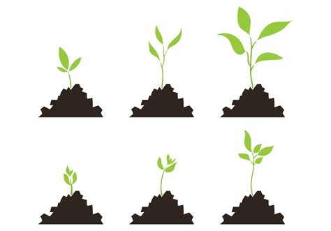 En esta ilustración se encuentran las etapas de crecimiento de las plantas Tree Graphic Clipart