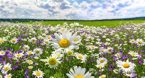 Spring Landscape Panorama With Flowering Flowers On Meadow Systems
