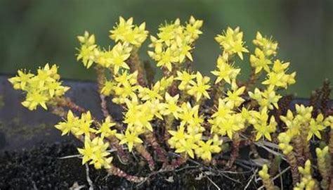 Baileyi (lace cactus)hardy to zone 5. Landscape Succulents in Zone 7 | Garden Guides