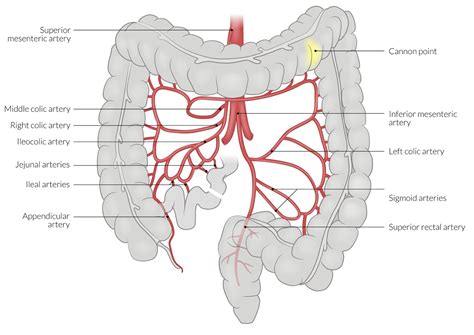 Venous Drainage Of Intestines