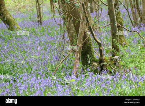 Bluebells In Duncliffe Woods Dorset Stock Photo Alamy